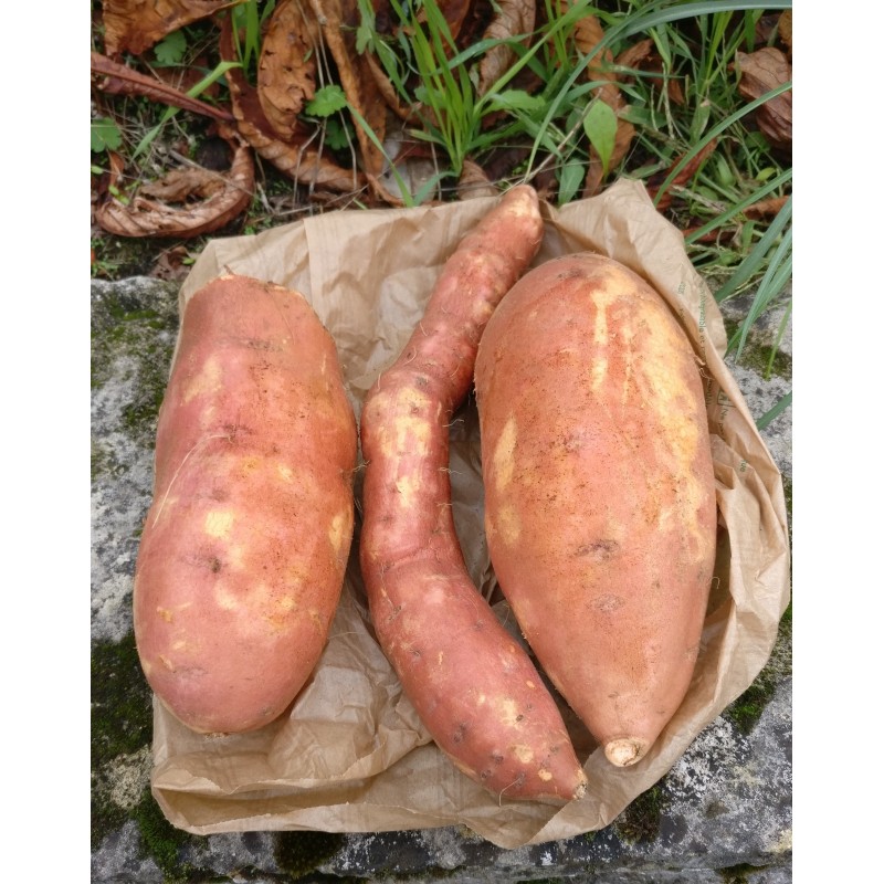 Patates douces