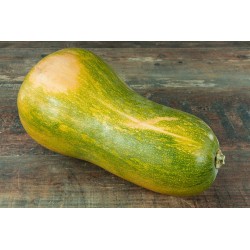 Courge sucrine du Berry