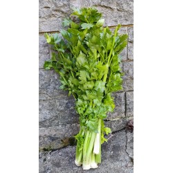 Céleri branche