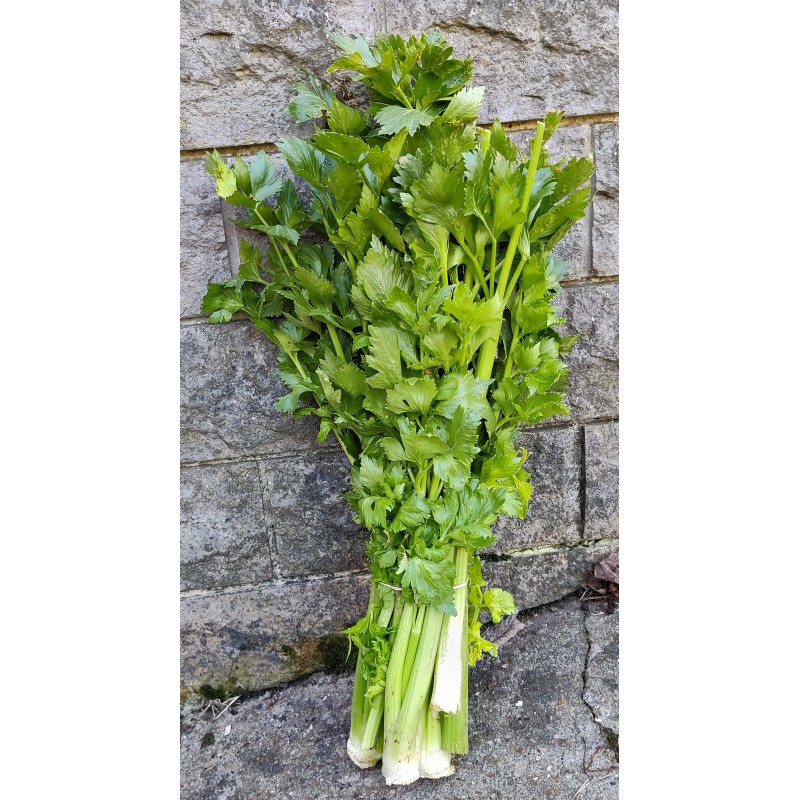 Céleri branche