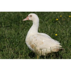 Canette (*)