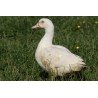 Canette (*)