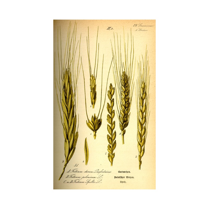 Farine grand épeautre