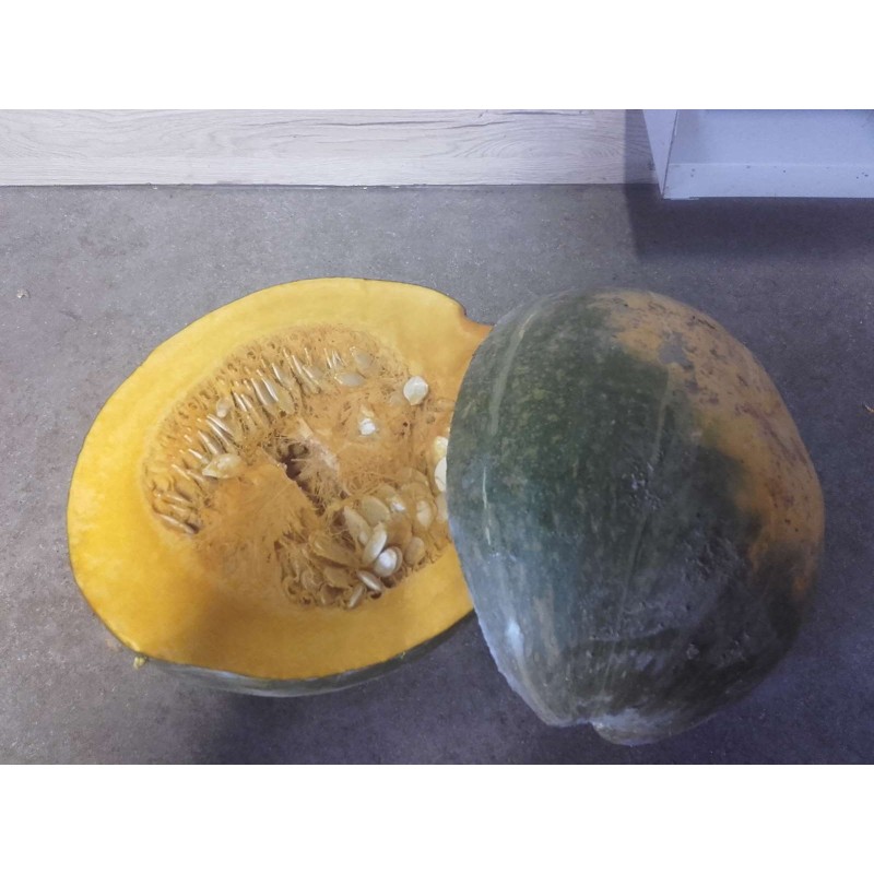 Courge verdaline