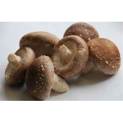 Champignon Shiitake