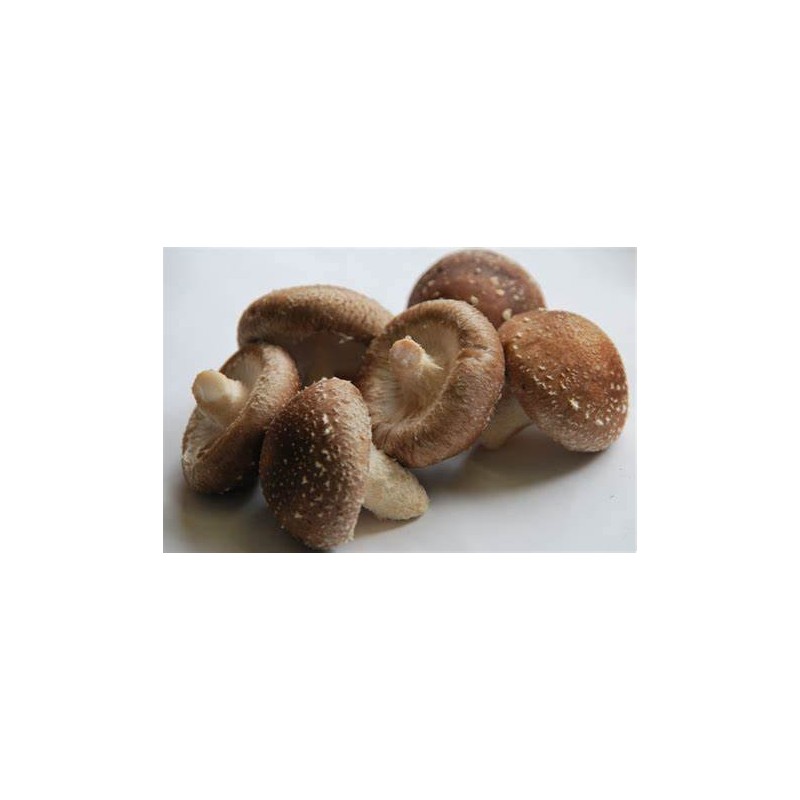 Champignon Shiitake