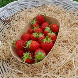 Fraises