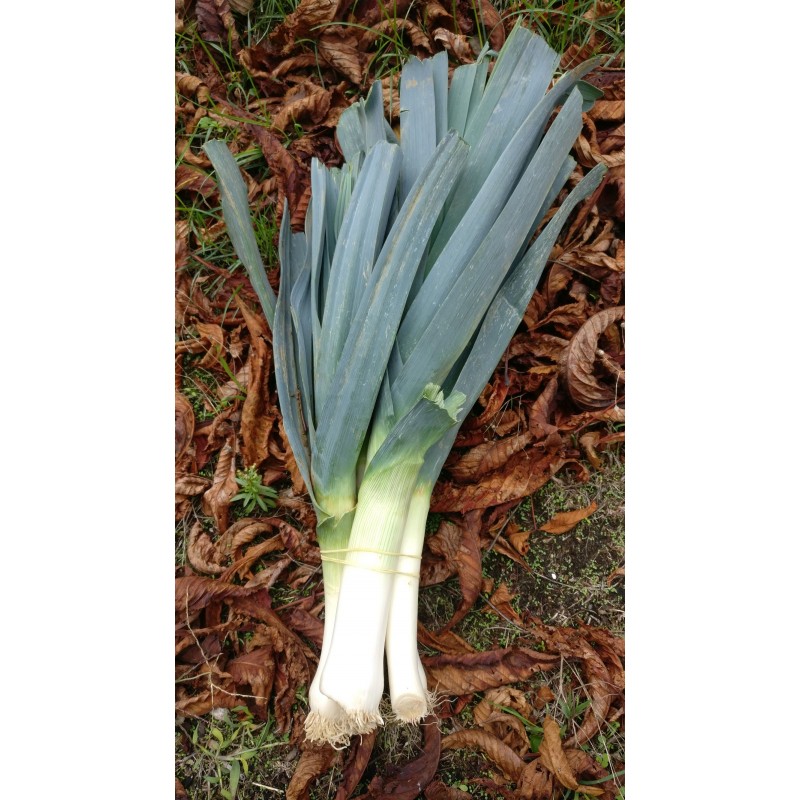 Poireaux