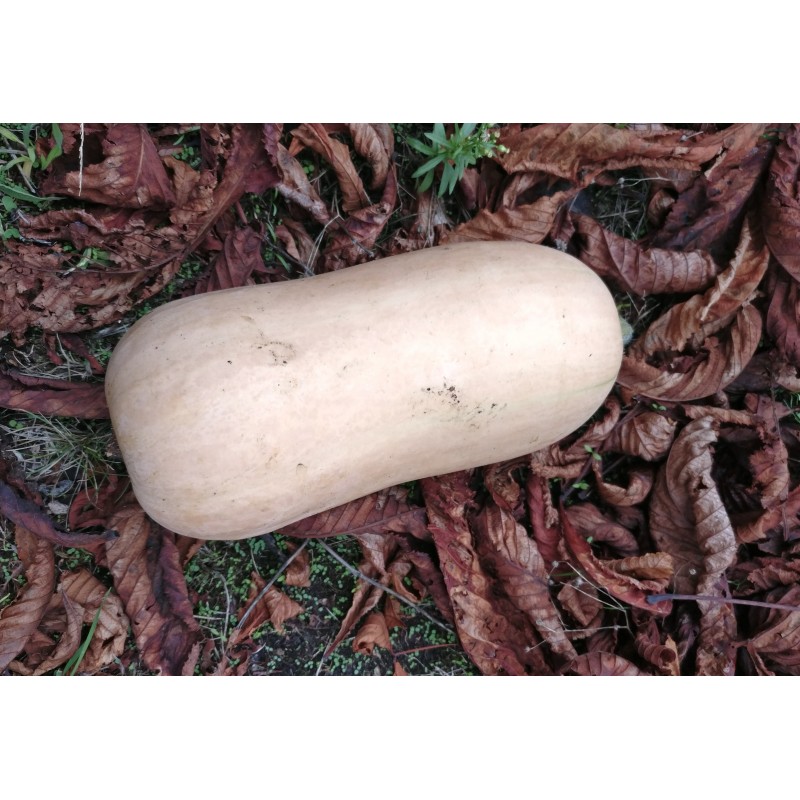 Butternut