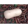 Butternut