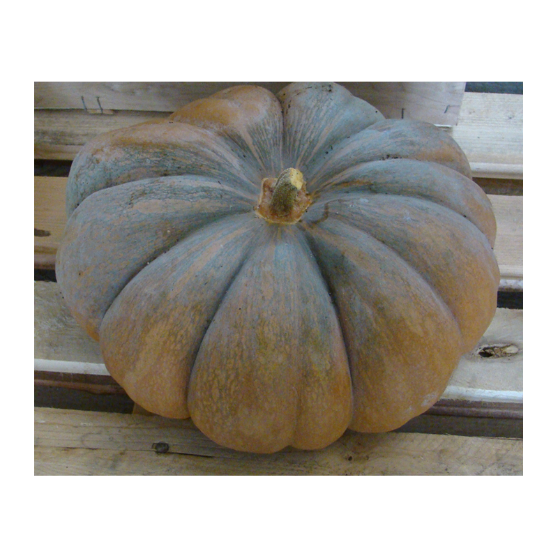 Courge musquée de Provence