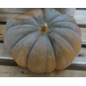 Courge musquée de Provence