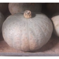 Courges Sombra (bleu de Hongrie)