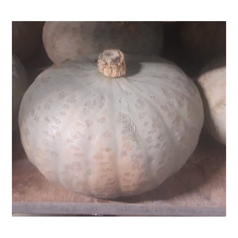 Courges Sombra (bleu de Hongrie)