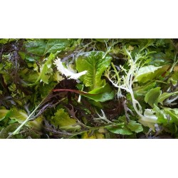 Mesclun