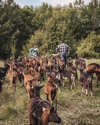 Chèvrerie des Huppes - Ombline